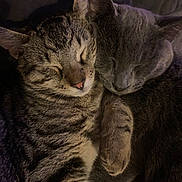 Fluffy is registered to the contest to win money with this photo: cat, cats, sleeping, snuggling, cozy, fur, tabby_cat, gray_cat, pet, animal, cute, friendship, closeup, indoors, resting, peaceful, soft, whiskers, paw, companion