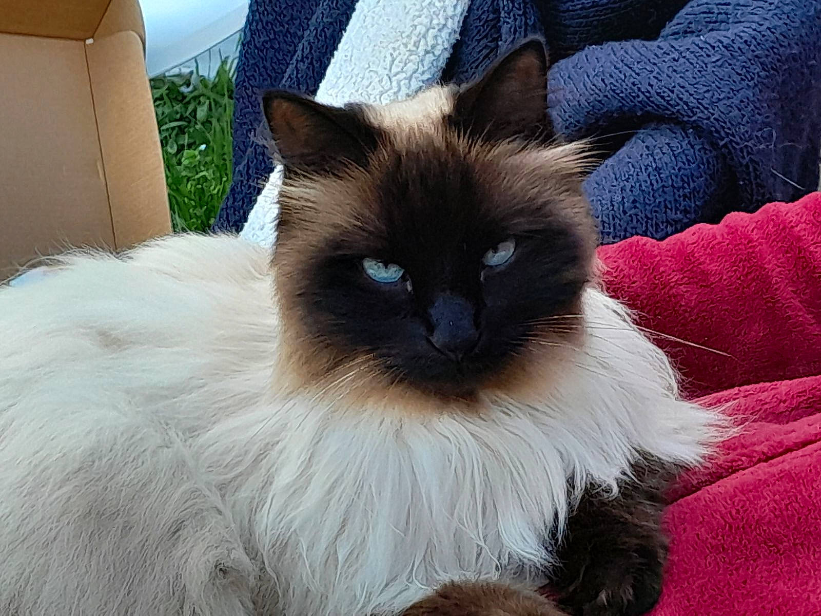 Pookie participe au concours pour gagner de l'argent avec cette photo : balinese, birman, carnivore, cat, electric_blue, fawn, felidae, fur, iris, plant, ragdoll, siamese, small_to_medium_sized_cats, snout, tail, thai, tonkinese, whiskers