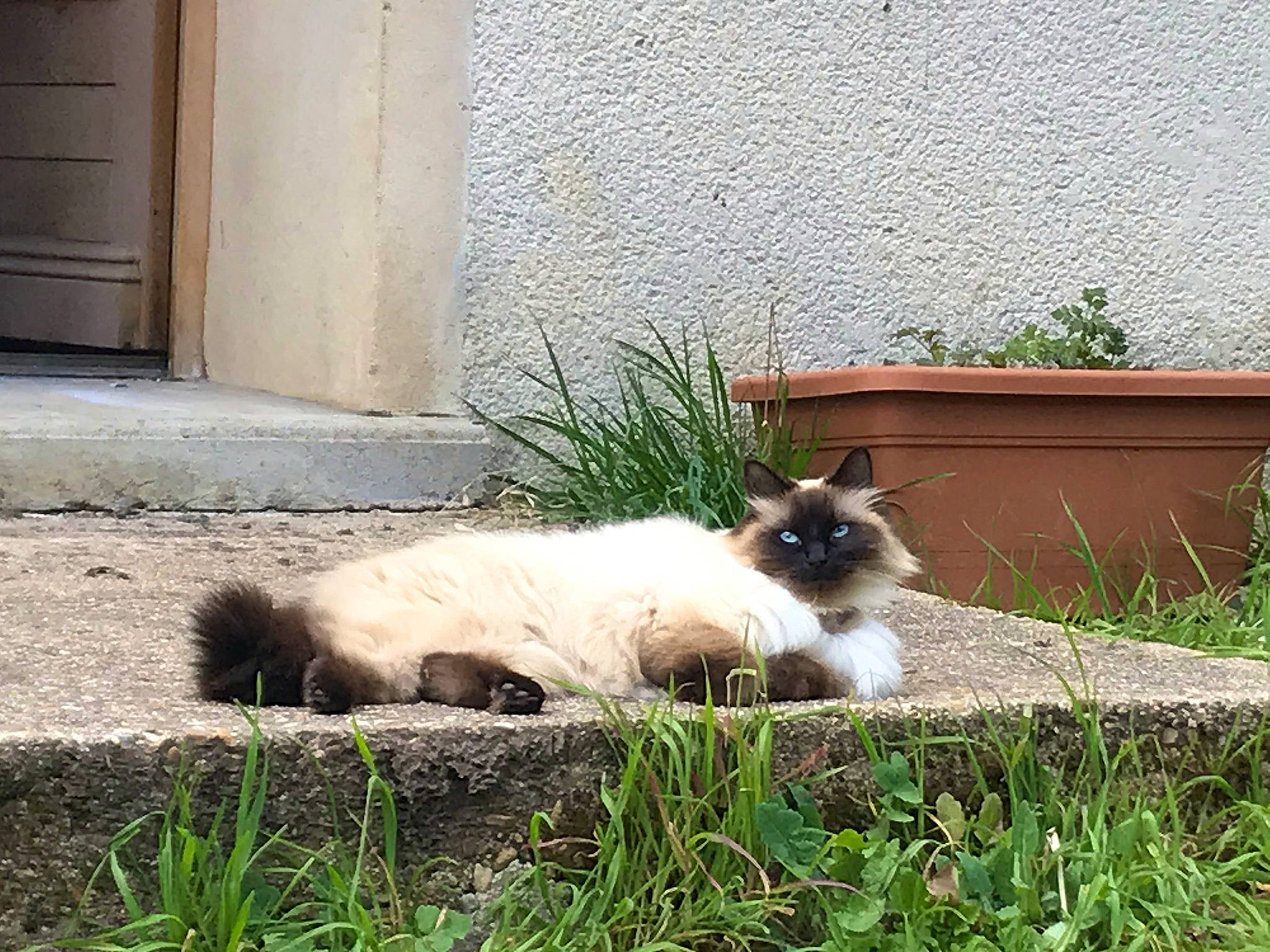 Pookie a rejoint le concours — aidez-le/la à gagner de superbes lots ! balinese, birman, carnivore, cat, door, fawn, felidae, fur, grass, groundcover, plant, road_surface, siamese, small_to_medium_sized_cats, snout, tail, terrestrial_animal, thai, tints_and_shades, whiskers