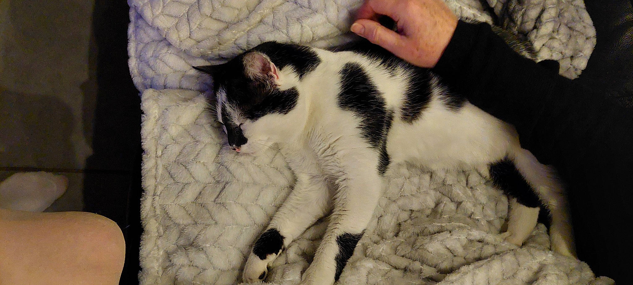 Nox participe au concours pour gagner de l'argent avec cette photo : canidae, carnivore, cat, claw, comfort, domestic_short_haired_cat, felidae, fur, lap, linens, mammal, nap, pattern, paw, sleep, small_to_medium_sized_cats, snout, tail, terrestrial_animal, whiskers