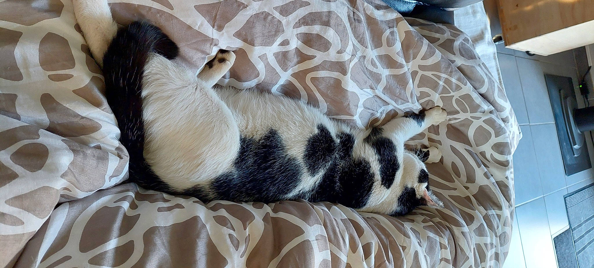 Nox participe au concours pour gagner de l'argent avec cette photo : canidae, carnivore, comfort, companion_dog, dog, dog_breed, fawn, flooring, fur, linens, nap, non_sporting_group, pattern, sleep, snout, sporting_group, tail, terrestrial_animal, whiskers, working_animal