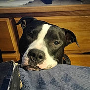 Loki joined the competition — help win amazing prizes! dog, black_and_white, pet, indoor, close_up, blanket, wooden_drawer, resting, face, canine, animal, cute, looking_up, furniture, home, domestic, companion, snout, ears, portrait