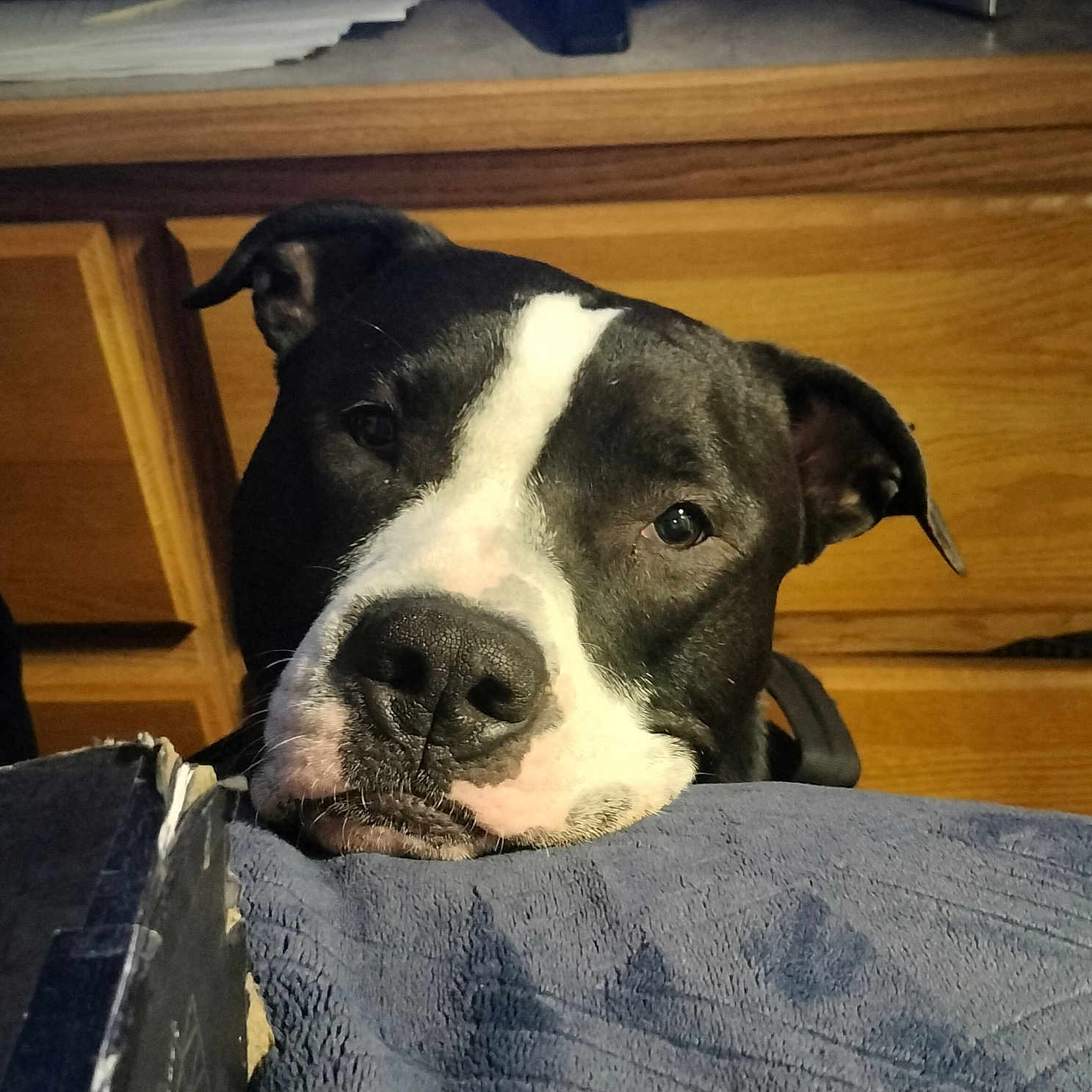 Loki joined the competition — help win amazing prizes! animal, black_and_white, blanket, canine, close_up, companion, cute, dog, domestic, ears, face, furniture, home, indoor, looking_up, pet, portrait, resting, snout, wooden_drawer