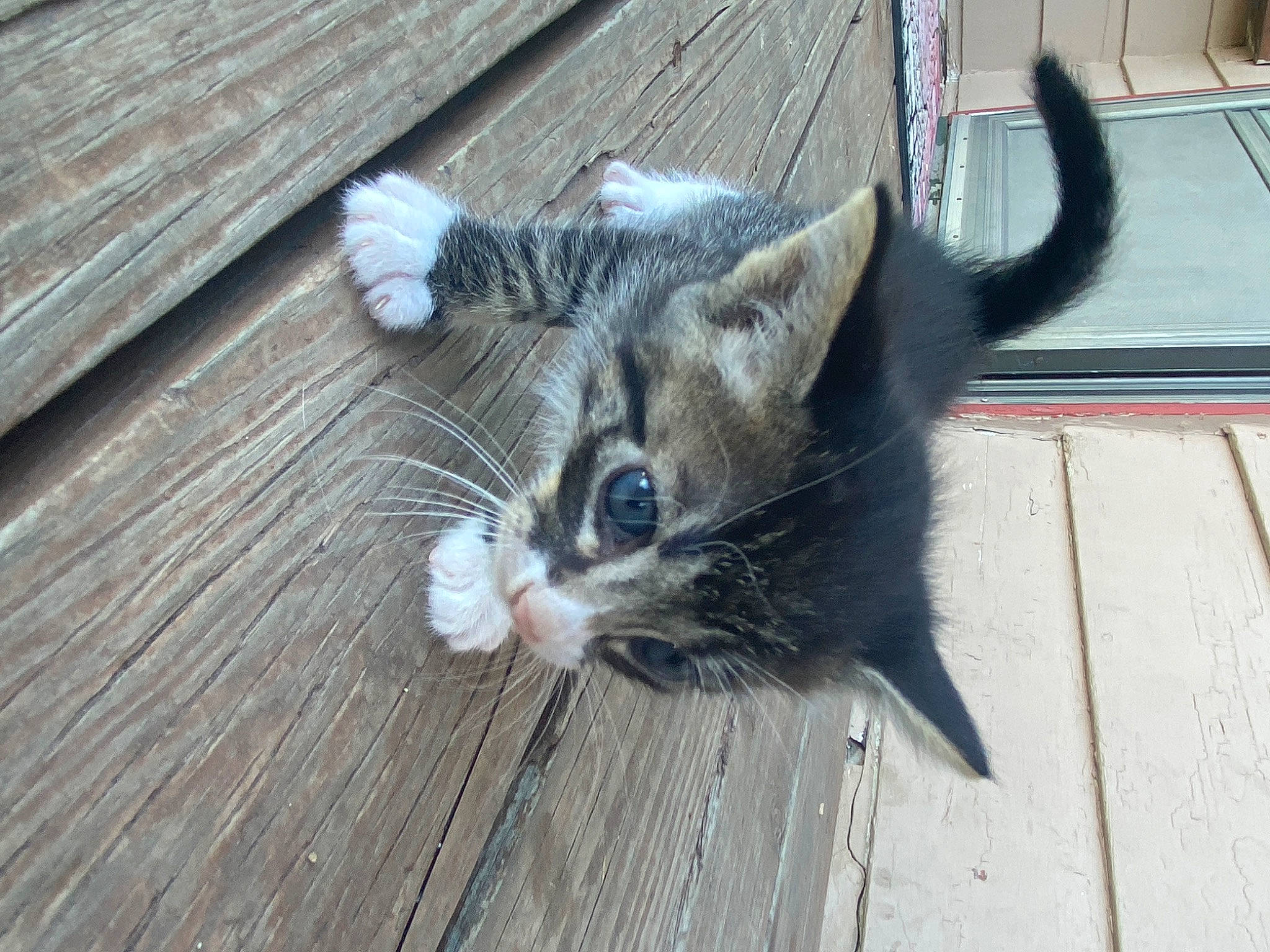 Gerald joined the competition — help win amazing prizes! american_curl, asian, carnivore, cat, claw, domestic_short_haired_cat, dragon_li, european_shorthair, felidae, floor, flooring, fur, kitten, mammal, ojos_azules, small_to_medium_sized_cats, tabby_cat, vertebrate, whiskers, wood