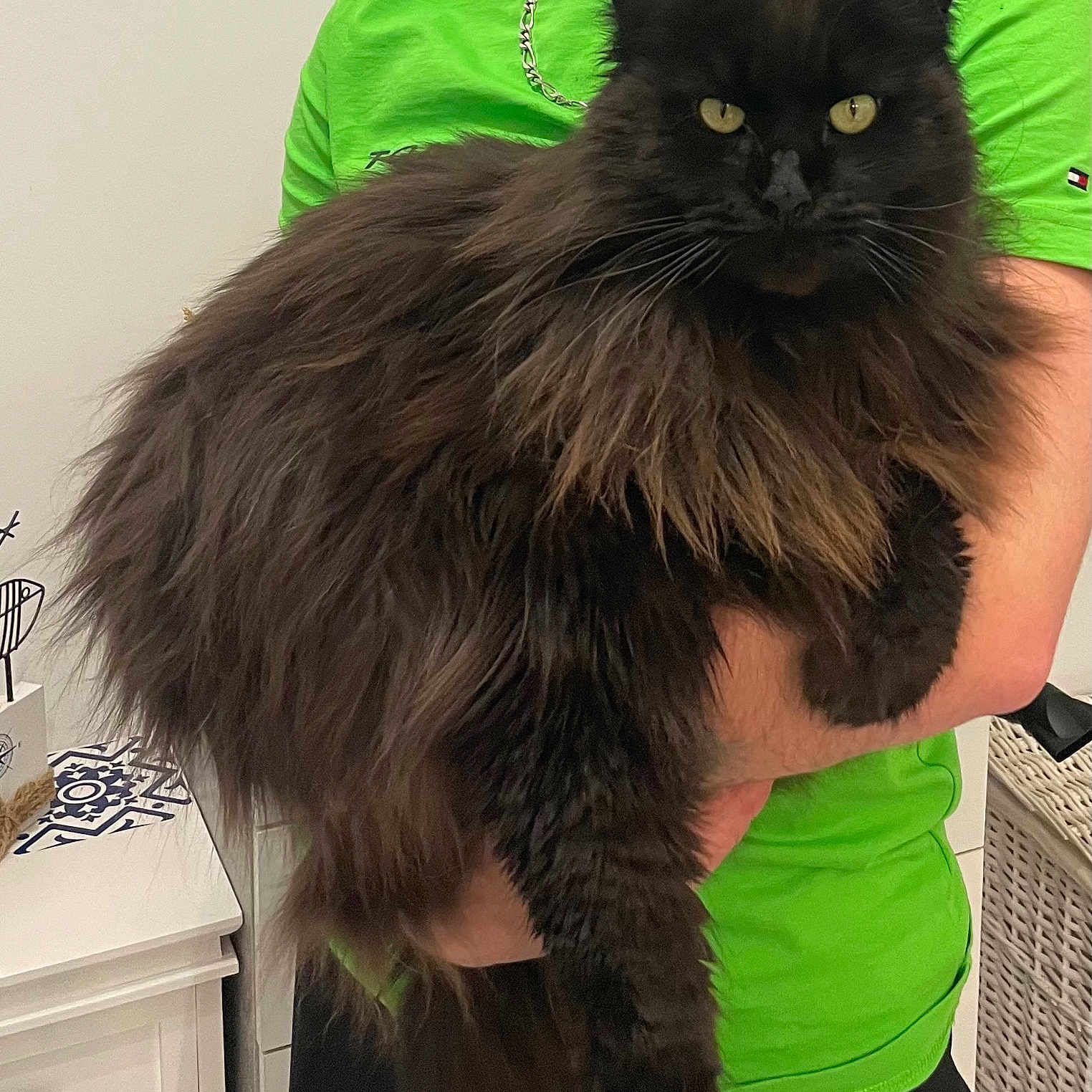 Nuit De Bohème a rejoint le concours — aidez-le/la à gagner de superbes lots ! animal, black_cat, cat, contrast, cute, domestic_animal, feline, fluffy_fur, furniture, furry, green_shirt, household, indoor, mammal, person_holding, pet, portrait, white_drawer, wicker_basket, yellow_eyes