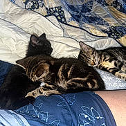 Bear is registered to the contest to win money with this photo: kitten, cat, sleeping, bed, blanket, quilt, striped, black_cat, tabby, animal, pet, cozy, resting, feline, cute, indoor, soft, snuggling, person_leg, patterned