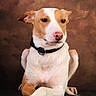 dog, canine, pet, brown, white, collar, portrait, studio, posing, paws, crossed_paws, fur, ears, snout, animal, domestic_animal, looking_away, sitting, indoor, background