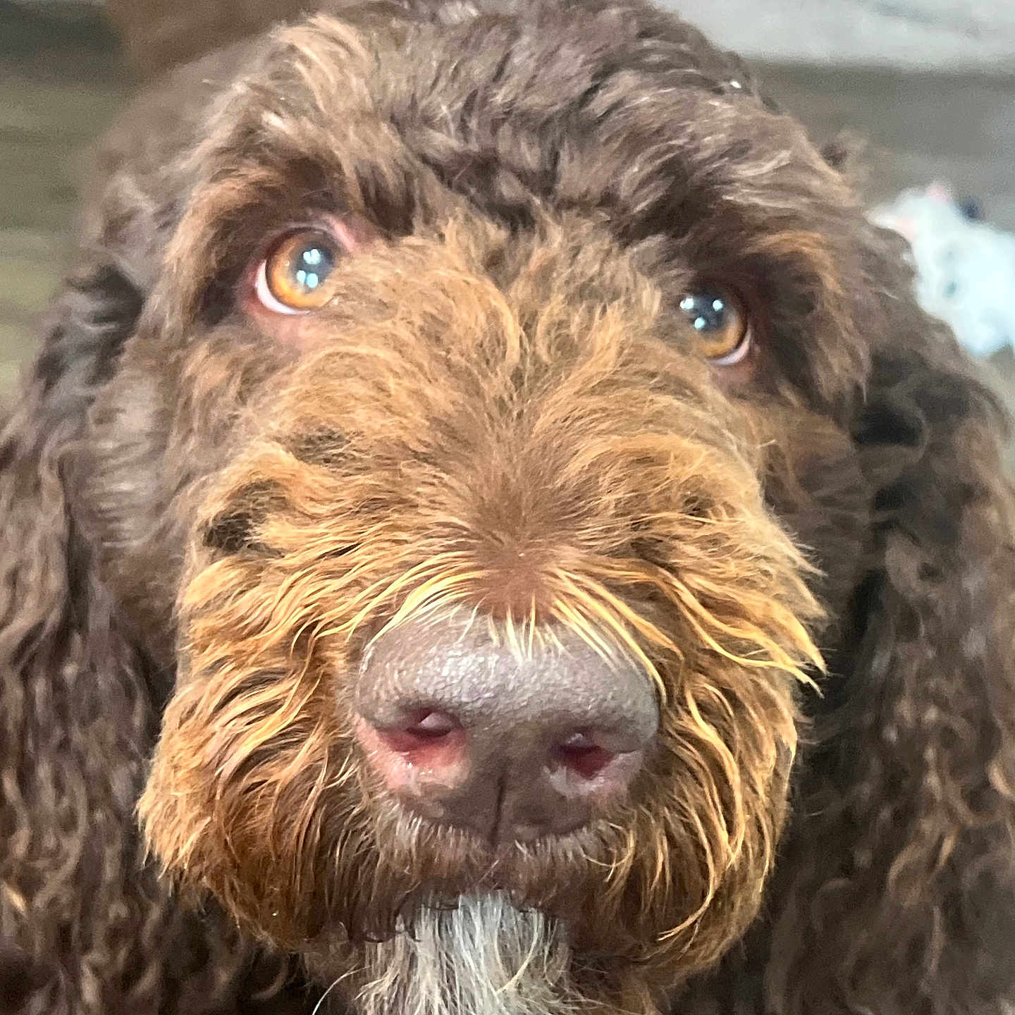 Mocha joined the competition — help win amazing prizes! dog, brown_dog, curly_hair, close_up, pet, animal, face, nose, eyes, portrait, furry, canine, indoor, cute, whiskers, looking, soft_light, friendly, focus, muzzle