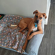 Chloe is registered to the contest to win money with this photo: dog, brown_dog, pet, dog_bed, blanket, paw_print, indoor, flooring, wooden_floor, curious, relaxed, collar, tag, canine, fur, ears, paw, resting, comfortable, home