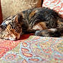 cat, sleeping_cat, tabby_cat, calico, pet, indoor, blanket, couch, fur, tail, whiskers, close_up, portrait, nap, relaxed, home, patterned_textile, colorful, soft_light, cozy