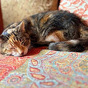 Lily is registered to the contest to win money with this photo: cat, sleeping_cat, tabby_cat, calico, pet, indoor, blanket, couch, fur, tail, whiskers, close_up, portrait, nap, relaxed, home, patterned_textile, colorful, soft_light, cozy