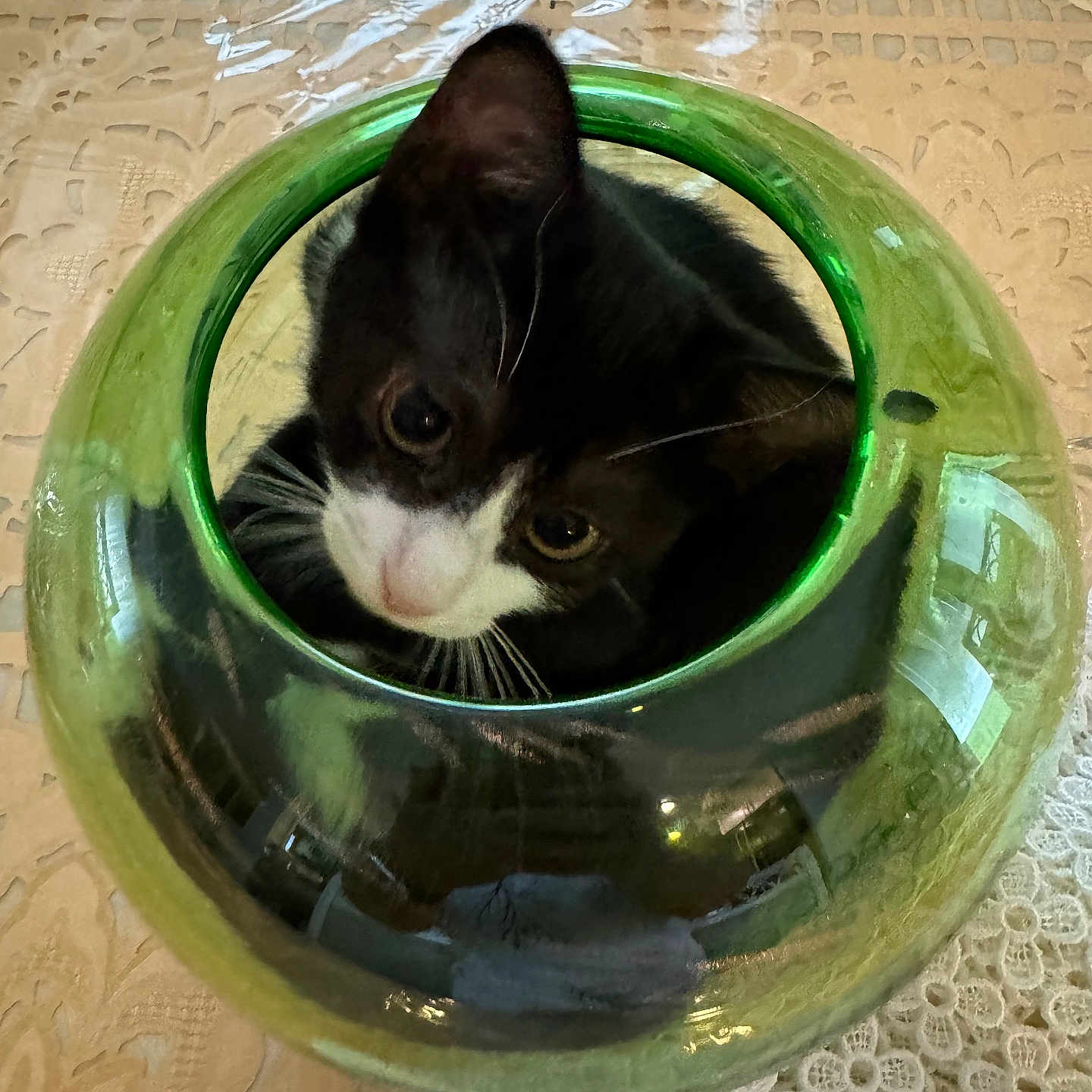Stella joined the competition — help win amazing prizes! abyssinian, animal, art, blackcat, bowl, cat, cookware, jar, kitten, manx, pet, plant, planter, porcelain, pot, pottedplant, pottery, sphere, urn, vase