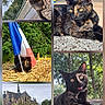 animal, architecture, beach, black_fur, cat, church, collage, garden, orange_fur, outdoor, pet, playful, portrait, seaside, sitting, straw, tortoiseshell_cat, tree, woodland, yellow_eyes
