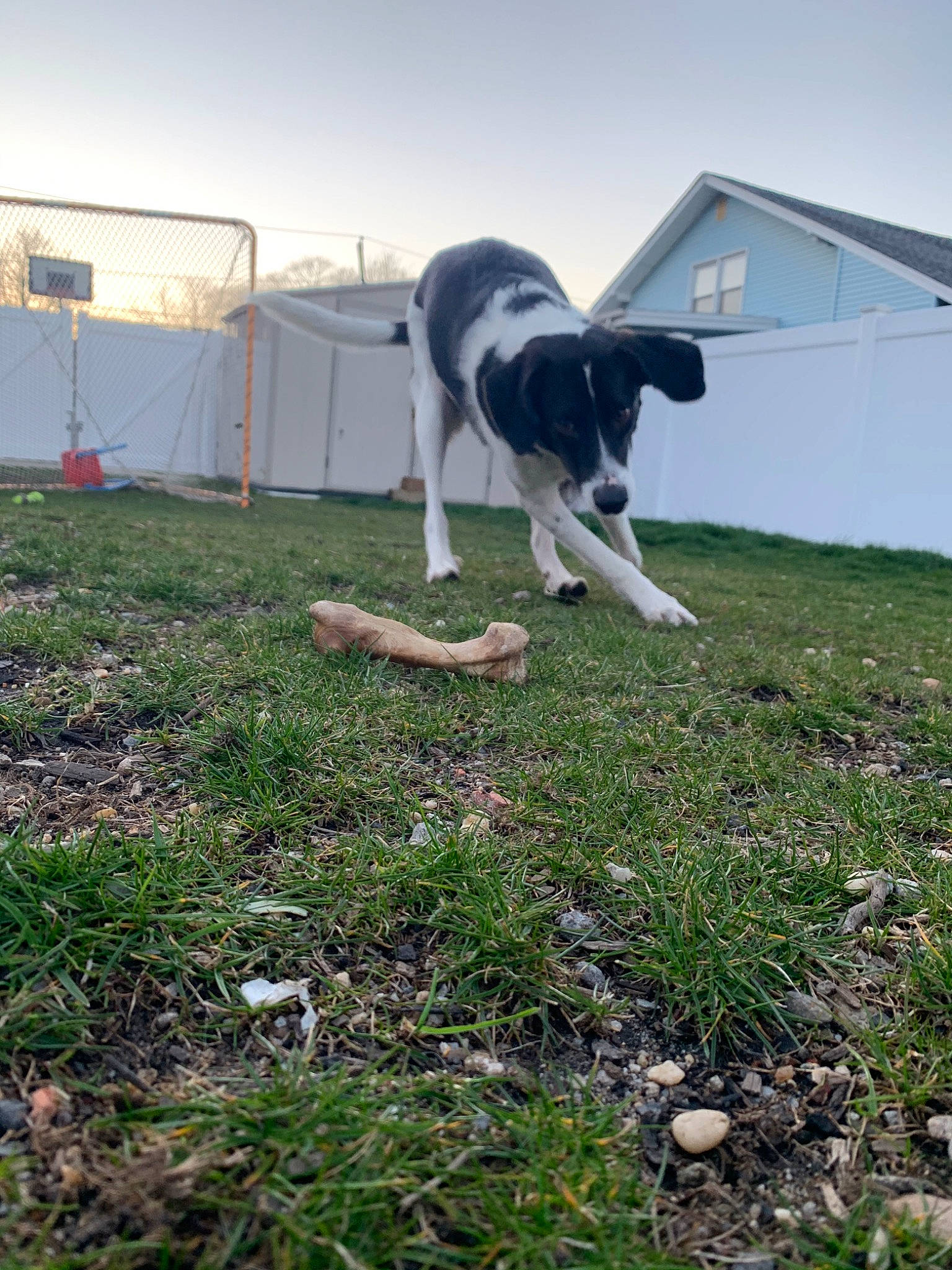 Leo joined the competition — help win amazing prizes! border_collie, canidae, carnivore, dog, dog_breed, grass, hunting_dog, mammal, pointer, sporting_group, stabyhoun