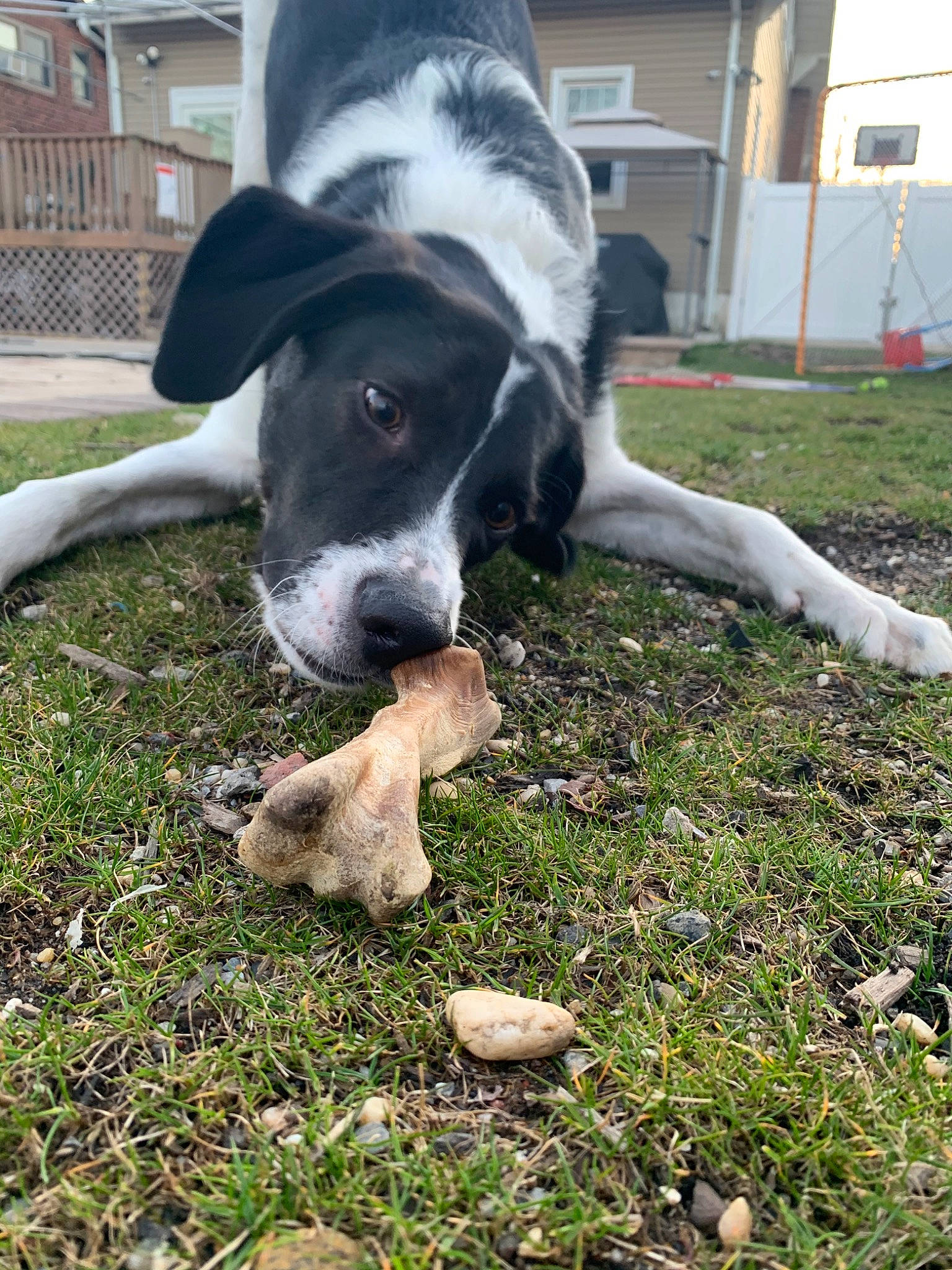 Leo joined the competition — help win amazing prizes! canidae, carnivore, companion_dog, danish_swedish_farmdog, dog, dog_breed, grass, mammal, non_sporting_group, pointer, snout, sporting_group