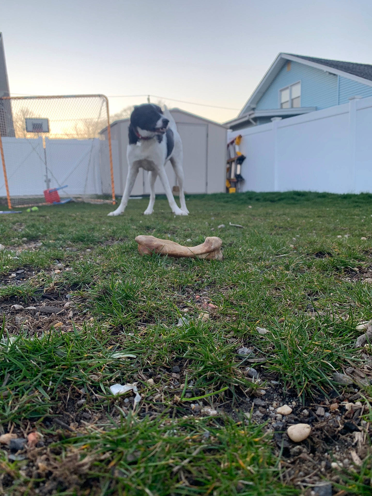 Leo joined the competition — help win amazing prizes! backyard, canidae, carnivore, dog, dog_breed, grass, home, house, lawn, non_sporting_group, pointer, sporting_group, whippet, yard