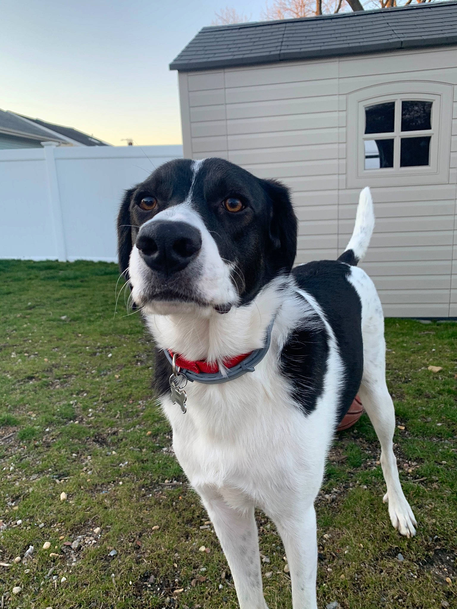 Leo joined the competition — help win amazing prizes! borador, canidae, carnivore, companion_dog, danish_swedish_farmdog, dog, dog_breed, drentse_patrijshond, hunting_dog, landseer, mammal, rafeiro_do_alentejo, rare_breed_dog, snout, sporting_group, stabyhoun, tail, vertebrate