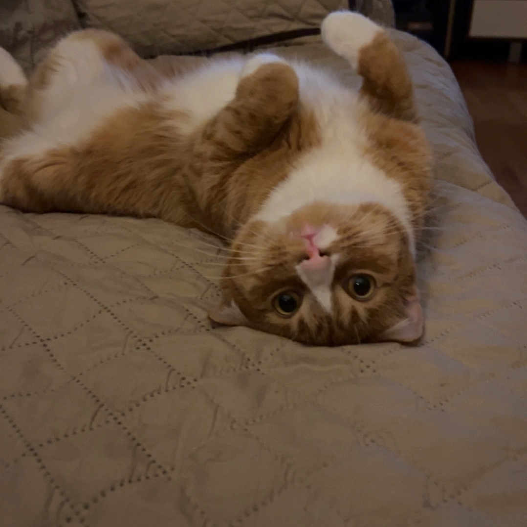 Ozzy joined the competition — help win amazing prizes! animal, cat, couch, cozy, curious_eyes, cute, feline, furniture, ginger_cat, home, indoor, lying_down, paws, pet, playful, quilted, relaxed, upside_down, whiskers, white_cat