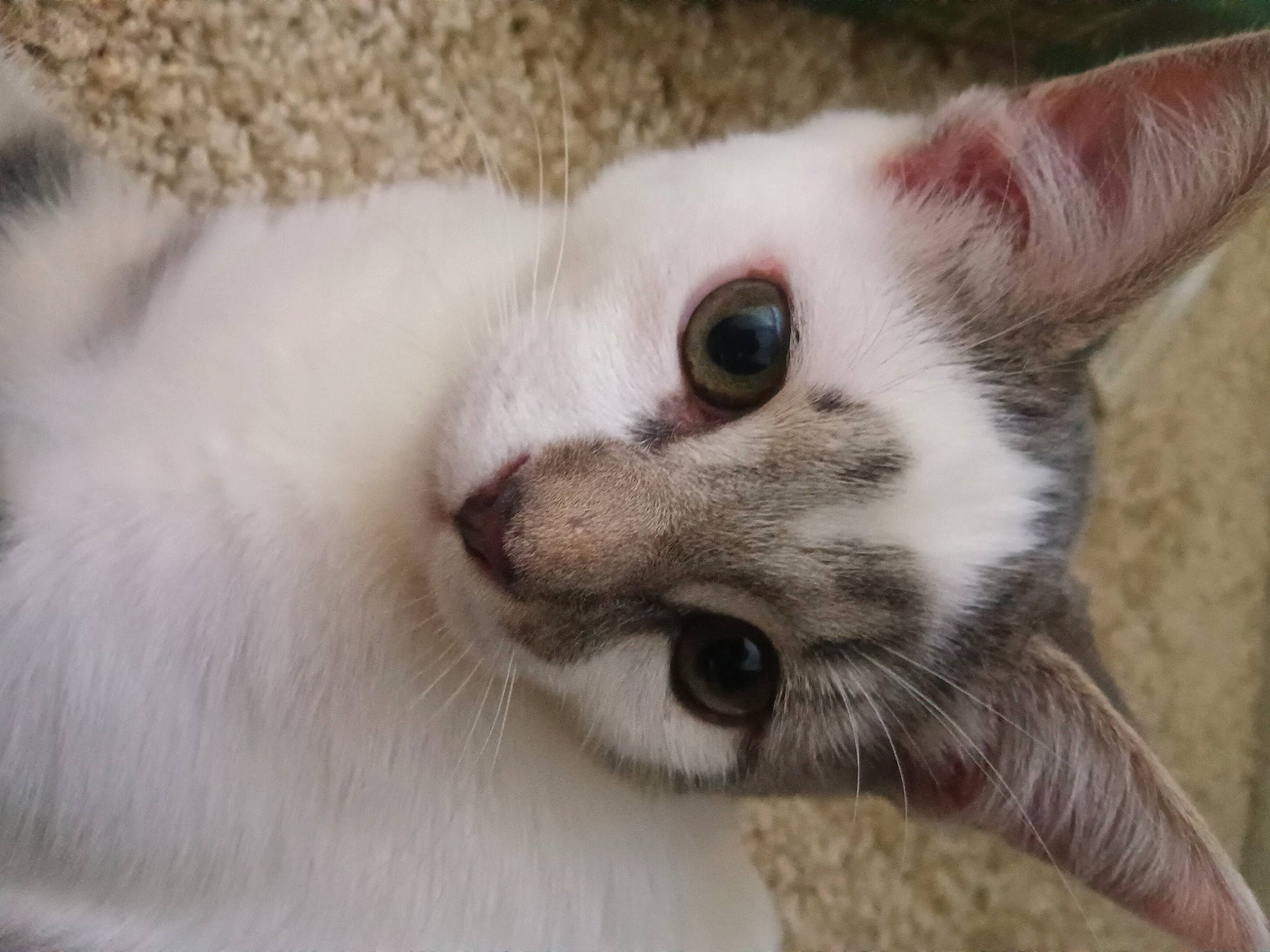 Matilda is registered to the contest to win money with this photo: carnivore, cat, claw, comfort, domestic_short_haired_cat, ear, fawn, felidae, fur, paw, small_to_medium_sized_cats, snout, tail, terrestrial_animal, whiskers