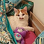 cat, stuffed_toy, bed, pillow, blanket, orange_and_white_cat, purple_toy, indoor, cozy, resting, animal, cute, fur, pet, soft_toy, colorful, patterned, relaxed, mammal, domestic