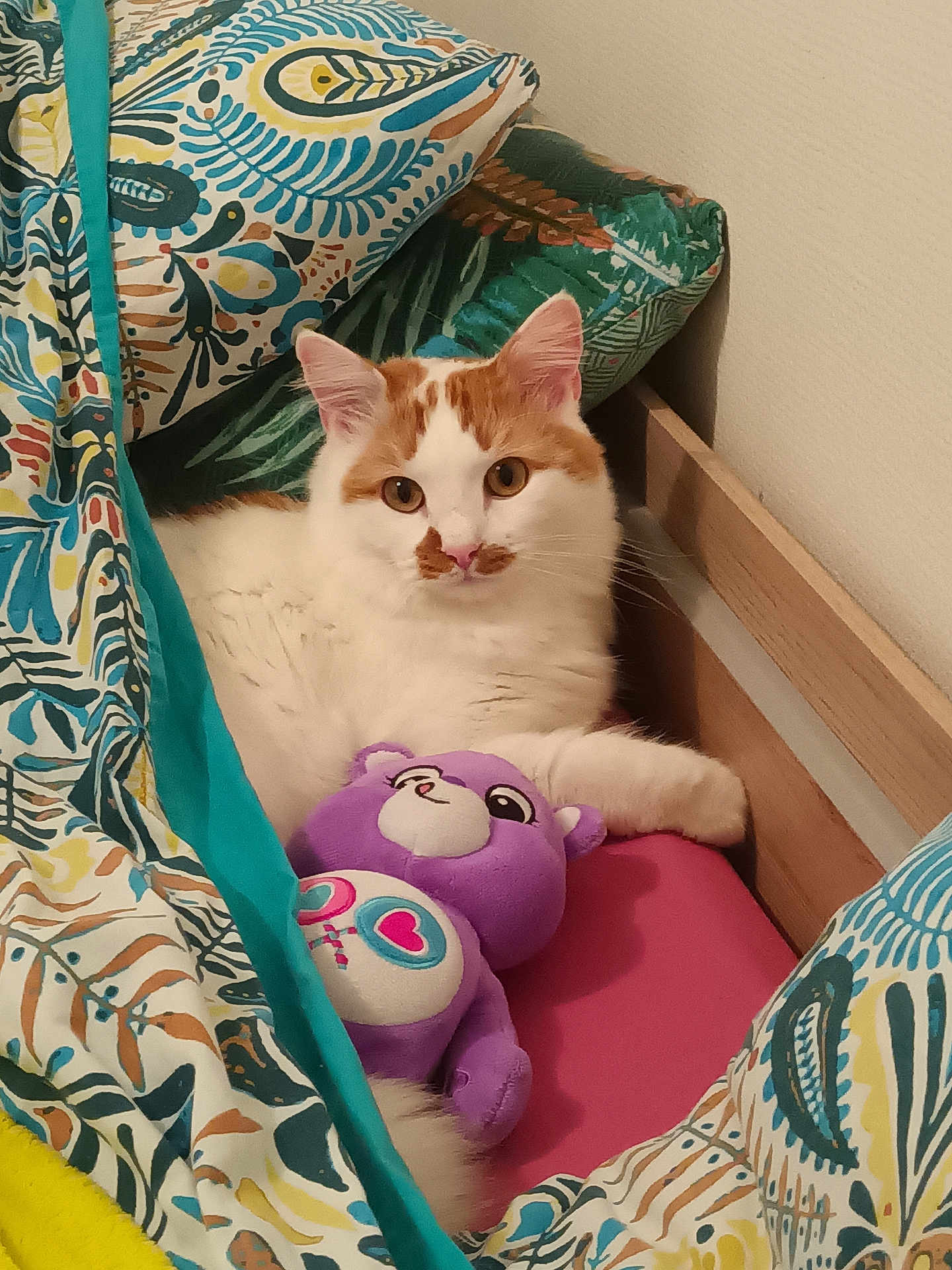 Zizou a rejoint le concours — aidez-le/la à gagner de superbes lots ! cat, stuffed_toy, bed, pillow, blanket, orange_and_white_cat, purple_toy, indoor, cozy, resting, animal, cute, fur, pet, soft_toy, colorful, patterned, relaxed, mammal, domestic