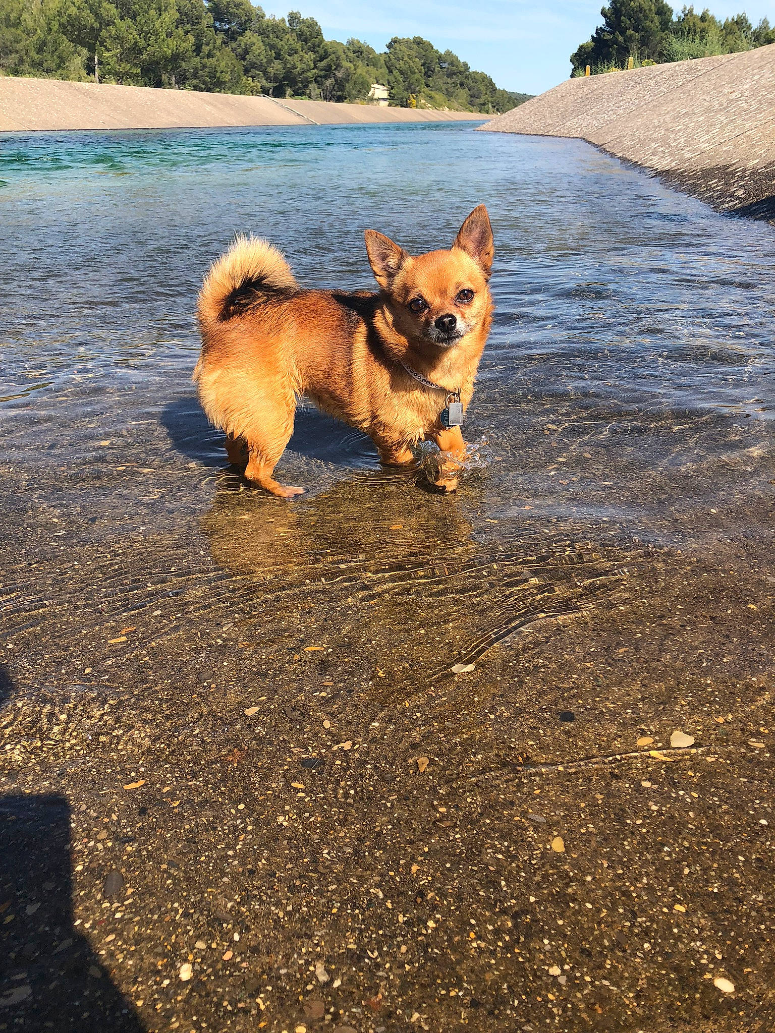 Saphira a rejoint le concours — aidez-le/la à gagner de superbes lots ! asphalt, beach, body_of_water, carnivore, companion_dog, dog, dog_breed, fawn, herding_dog, lake, landscape, morning, plant, road_surface, sand, sky, spitz, tail, tree, water