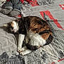 Boule participe au concours pour gagner de l'argent avec cette photo : animal, bed, bedspread, calico_cat, cat, city_skyline_print, comfort, cozy, cute, feline, fur, indoor, jeans, pets, plush_doll, red_sweater, relaxation, resting, sleeping, soft