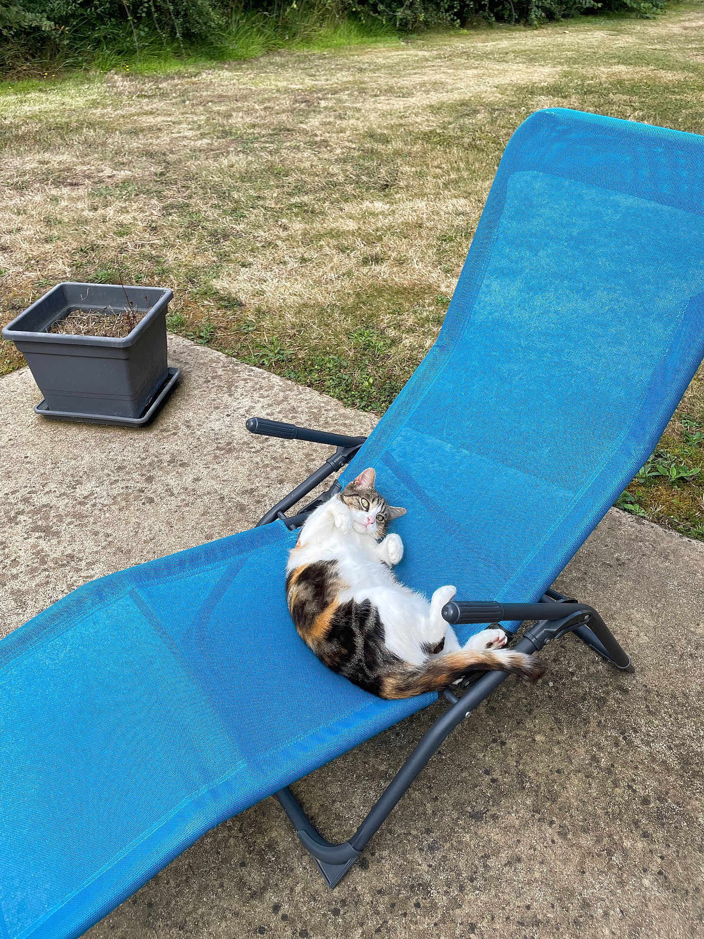 Boule a rejoint le concours — aidez-le/la à gagner de superbes lots ! animal, blue_chair, calico_cat, cat, concrete, cute, daytime, feline, garden, grass, lounge_chair, nature, outdoor, patio, pet, planter, playful, relaxing, resting, summer