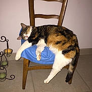Boule a rejoint le concours — aidez-le/la à gagner de superbes lots ! animal, blue_blanket, calico_cat, candle_holder, cat, chair, cozy, domestic_animal, feline, floor_tiles, fur, home, indoor, paw, pet, quiet, relaxed, resting, sleeping, wooden_chair