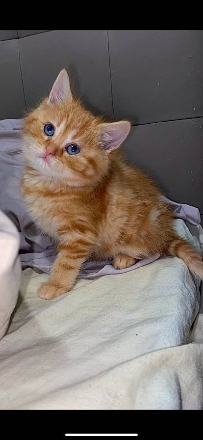 Tommy a rejoint le concours — aidez-le/la à gagner de superbes lots ! carnivore, cat, claw, comfort, domestic_short_haired_cat, fawn, felidae, fur, iris, paw, small_to_medium_sized_cats, snout, tail, terrestrial_animal, whiskers, wood