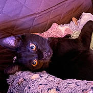 Butters is registered to the contest to win money with this photo: animal, black_cat, blanket, cat, close_up, cozy, cute, ears, eyes, feline, fur, indoor, pattern, pet, purple, relaxed, resting, soft_texture, star_pattern, whiskers