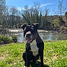 animal, black_and_white, blue_sky, dog, forest, grass, happy, landscape, nature, outdoors, pet, portrait, river, short_hair, sitting, stream, sunny, trees, water, white_chest