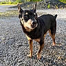 dog, small_dog, black_and_tan, standing, outdoor, gravel, road, portrait, animal, pet, alert, ears, brown_markings, short_hair, sunlight, daylight, greenery, rural, close_up, photography
