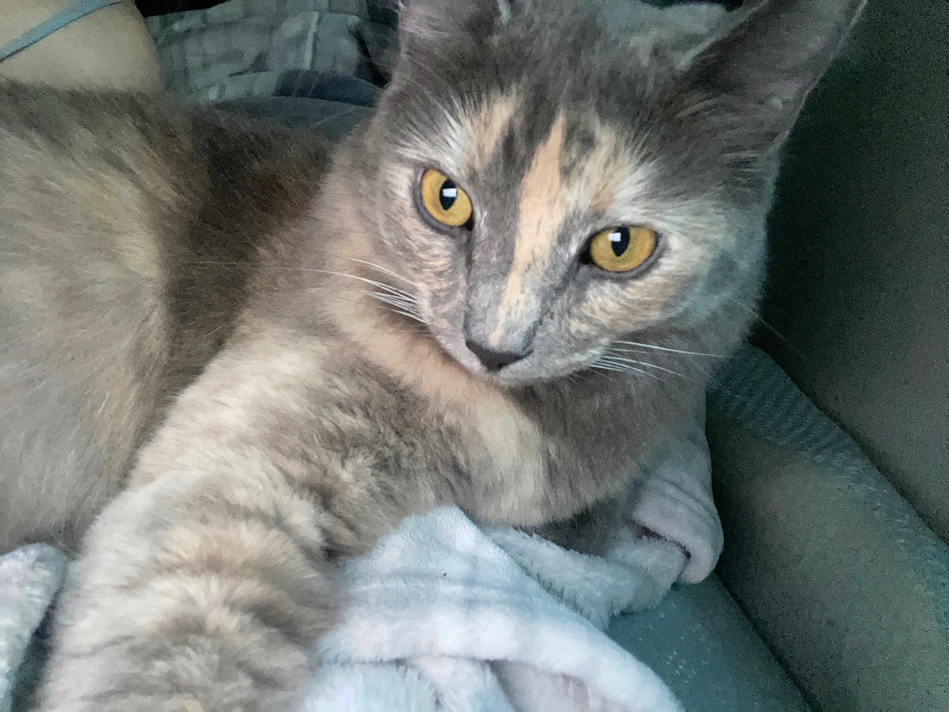 Nova