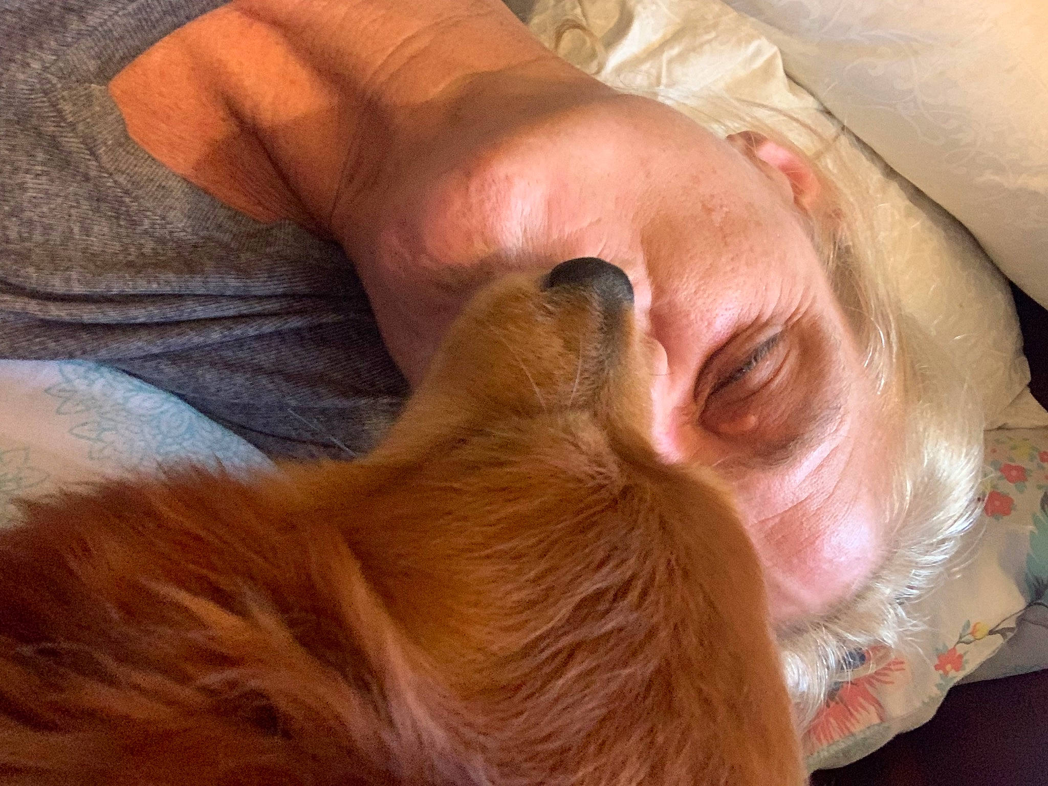 Hobo is registered to the contest to win money with this photo: beard, comfort, companion_dog, dog, dog_breed, ear, eyelash, fawn, finger, gesture, hand, human_leg, jaw, liver, nail, nose, snout, sunglasses, whiskers, wrinkle