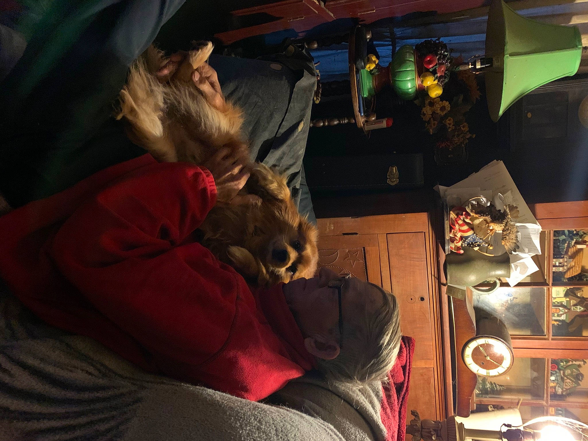 Hobo joined the competition — help win amazing prizes! air_travel, comfort, companion_dog, darkness, felidae, flesh, fun, fur, hat, night, passenger, room, toy