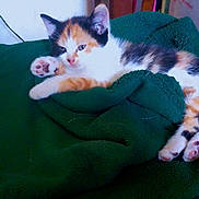 Lola participe au concours pour gagner de l'argent avec cette photo : calico_cat, kitten, pet, animal, feline, sleepy, paw, blanket, green_blanket, indoor, cozy, resting, cute, fur, stretching, domestic_animal, young_cat, soft_texture, relaxing, closeup