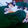 calico_cat, kitten, pet, animal, feline, sleepy, paw, blanket, green_blanket, indoor, cozy, resting, cute, fur, stretching, domestic_animal, young_cat, soft_texture, relaxing, closeup