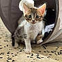 animal, cat, closeup, curious, cute, domestic, ears, feline, floor, fur, indoor, kitten, pet, playful, small, speckled_floor, toy, tunnel, whiskers, young