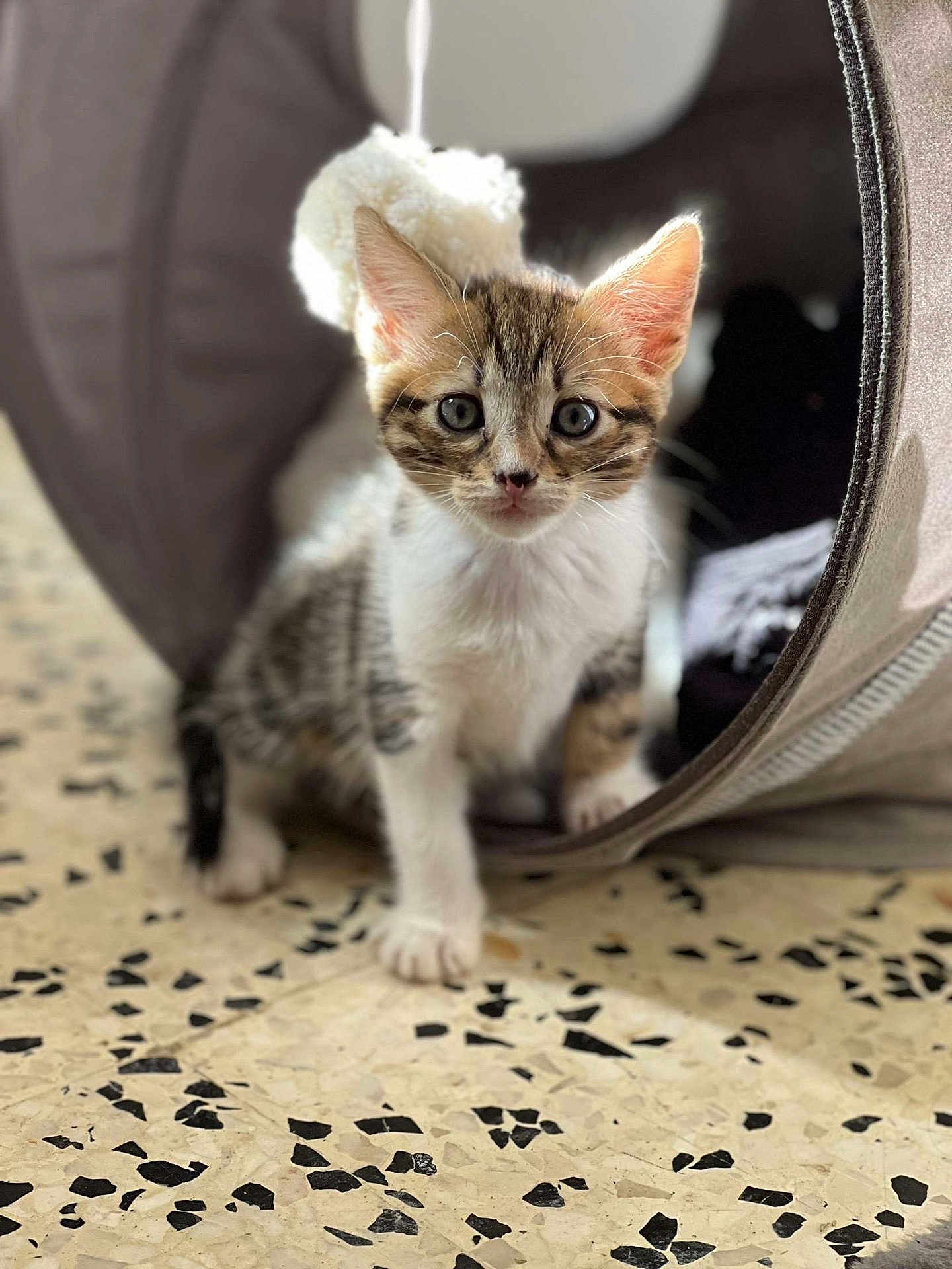 José