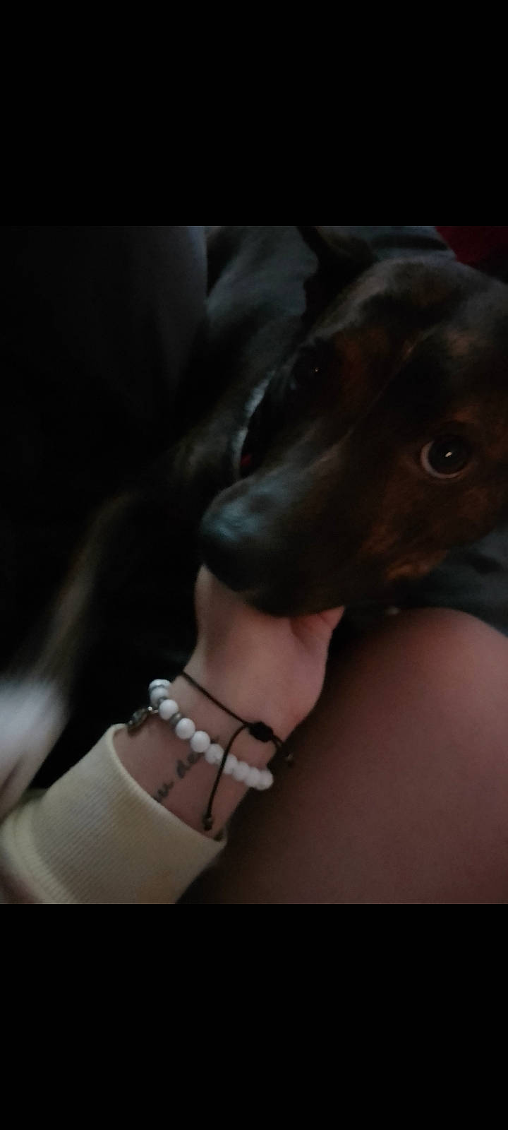 Sasha is registered to the contest to win money with this photo: body_jewelry, carnivore, companion_dog, darkness, dog, dog_breed, fashion_accessory, flesh, gesture, human_leg, jewellery, liver, magenta, metal, nail, snout, sporting_group, whiskers, working_animal, wrist