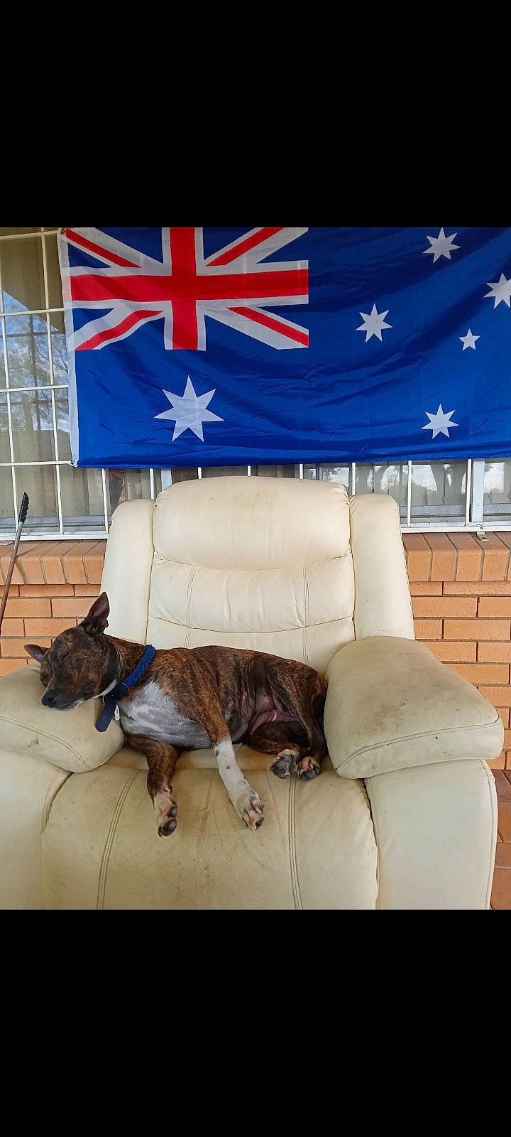 Sasha joined the competition — help win amazing prizes! carnivore, cat, comfort, companion_dog, couch, dog_breed, event, felidae, flag_of_the_united_states, flooring, hardwood, house, linens, living_room, pillow, small_to_medium_sized_cats, sofa_bed, studio_couch, tail, textile