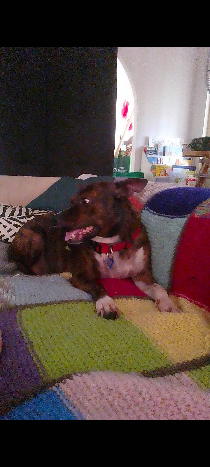 Sasha joined the competition — help win amazing prizes! canidae, carnivore, comfort, companion_dog, dog, dog_breed, dog_supply, fawn, flooring, fun, fur, guard_dog, linens, liver, room, snout, sporting_group, toy_dog, vertebrate, working_animal