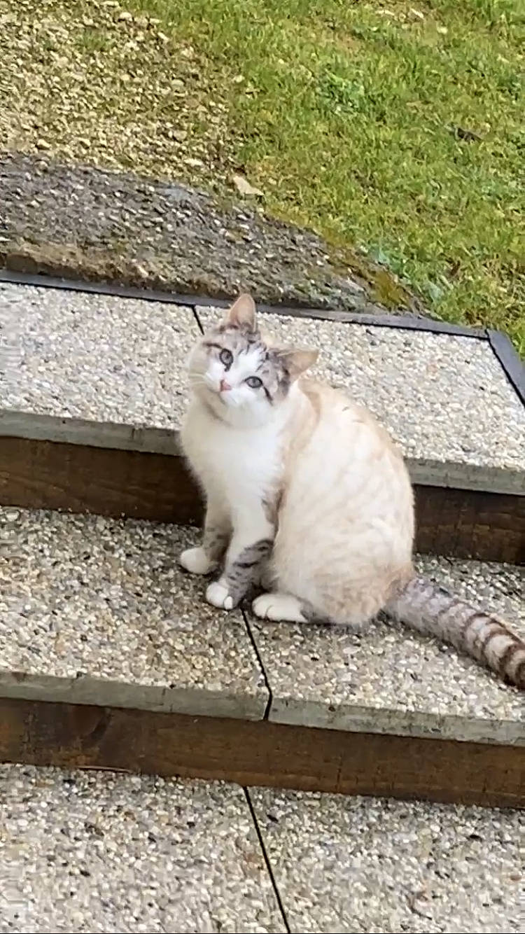 Patafix a rejoint le concours — aidez-le/la à gagner de superbes lots ! asphalt, carnivore, cat, domestic_short_haired_cat, eye, fawn, felidae, fur, grass, grey, plant, road_surface, sidewalk, small_to_medium_sized_cats, snout, tail, terrestrial_animal, vertebrate, whiskers, wood