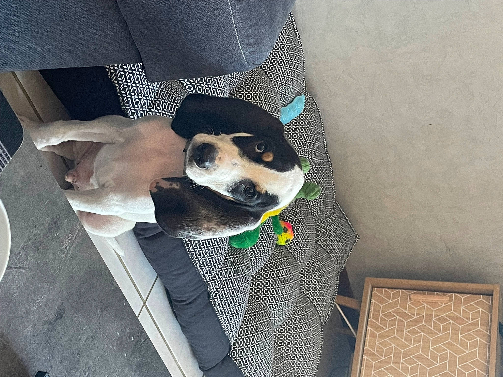 Ulk participe au concours pour gagner de l'argent avec cette photo : blazer, canidae, carnivore, collar, companion_dog, dog, dog_breed, dog_clothes, dog_collar, dog_supply, eyewear, fashion_accessory, leash, personal_protective_equipment, sleeve, snout, sporting_group, suit, vision_care, working_animal