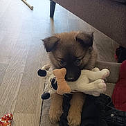 Kikita participe au concours pour gagner de l'argent avec cette photo : puppy, dog, toy, plush_toy, couch, floor, wooden_floor, indoor, pet, cute, brown_fur, black_nose, ears, paws, furniture, mop, home, cozy, sitting, playful