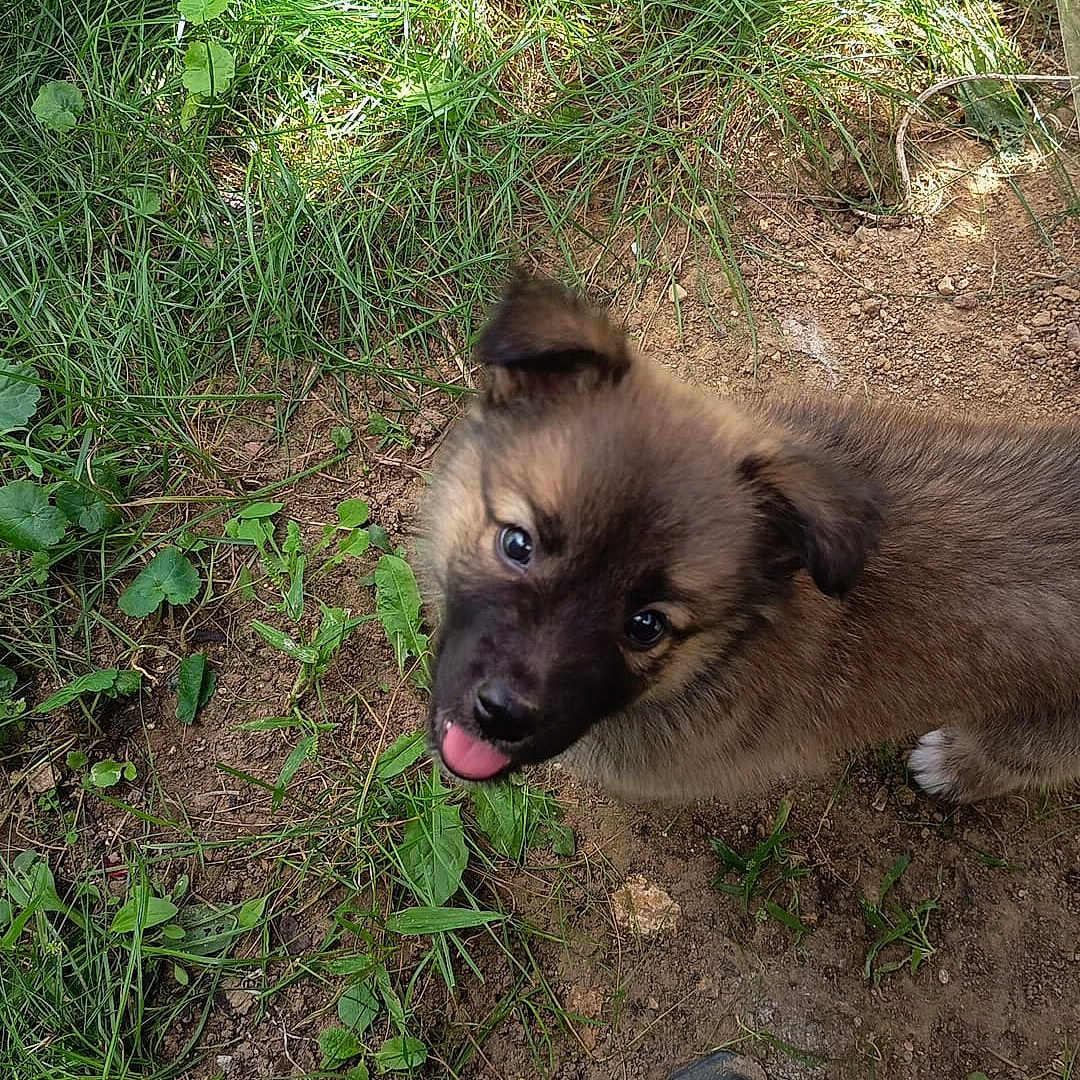 Kikita a rejoint le concours — aidez-le/la à gagner de superbes lots ! adorable, animal, cute, daylight, dirt, dog, fur, garden, grass, leaf, looking_up, nature, outdoor, pet, plant, playful, puppy, small, tongue_out, young