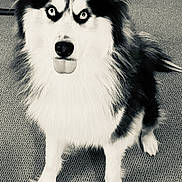 Sky joined the competition — help win amazing prizes! dog, husky, pet, animal, fur, tongue, indoor, carpet, black_and_white, eyes, sitting, canine, fluffy, portrait, cute, alert, looking_up, domestic, friendly, furry