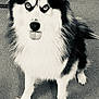 dog, husky, pet, animal, fur, tongue, indoor, carpet, black_and_white, eyes, sitting, canine, fluffy, portrait, cute, alert, looking_up, domestic, friendly, furry