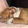 Lunasaurus is registered to the contest to win money with this photo: dog, bulldog, puppy, sleeping, curled_up, brown_and_white, soft_blanket, cozy, cute, pet, indoors, resting, fur, animal, close_up, nap, relaxed, adorable, companion, quiet